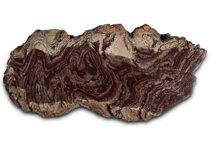 Polished, Neoproterozoic Stromatolite (Conophyton) - Morocco #354440
